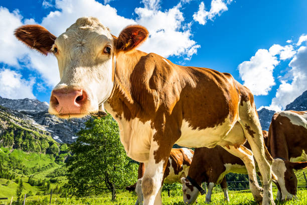 istock nice cow at the eng alm in austria 1252658611