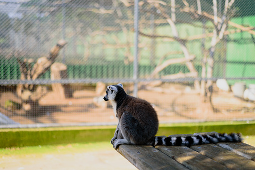 Sad ring tailed lemur in zoo sitting and watching to aviary or cage