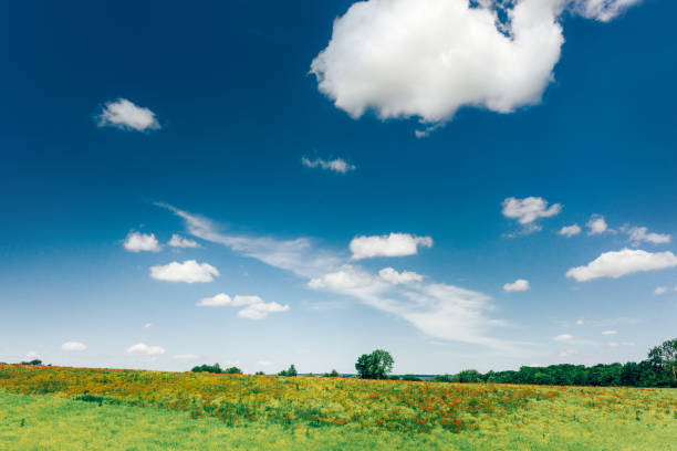 летний пейзаж с маковым полем - horizon sky blue poppy стоковые фото и изображения