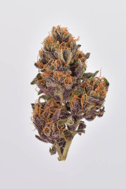 lila cannabis bud - flower purple macro bud stock-fotos und bilder