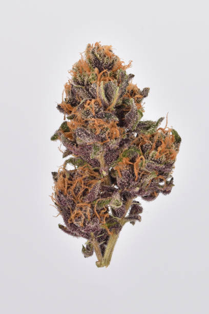 bocciolo di cannabis viola - cut out flower bud clipping path foto e immagini stock