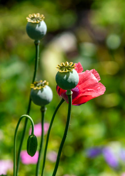 cabezas de amapola y semillas - poppy capsule fotografías e imágenes de stock