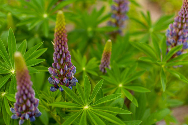 istock Lupine flowers. 1252662786