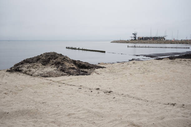 istock Smelly rotting algae at baltic sea beach in summer 1252663072