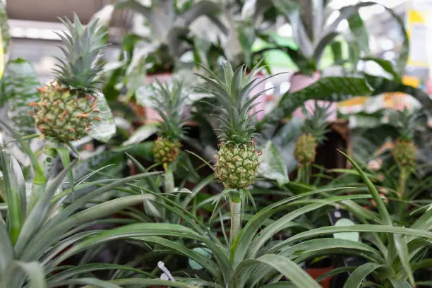 Photo of Ornamental mini pineapple plants in a plant store