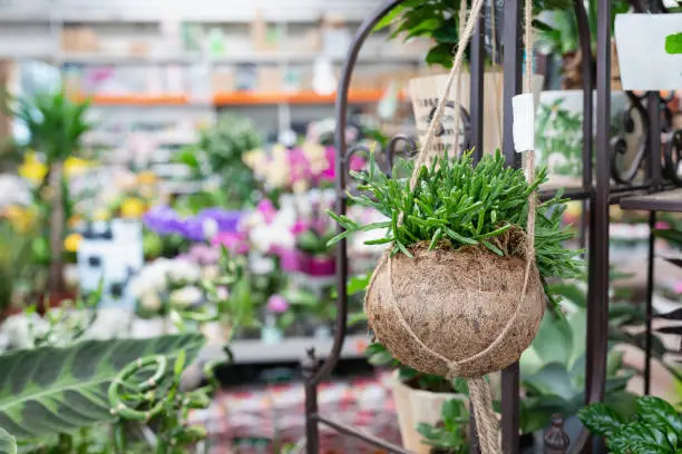 Photo of Rhipsalis in a creative hanging coconut shell pot