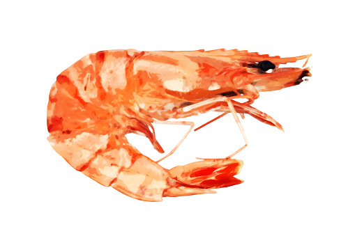 Watercolor shrimp