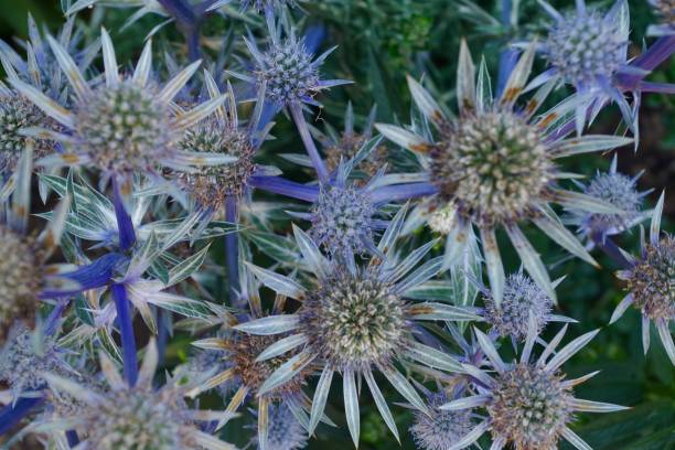 istock Eryngium flowers 1252669626
