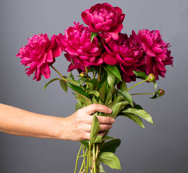 istock Burgundy red peonies holds female hand on a gray background. Square frame selective focus copy space 1252669736