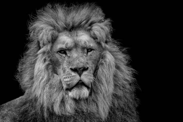 istock Lion's head with a black background 1252670401