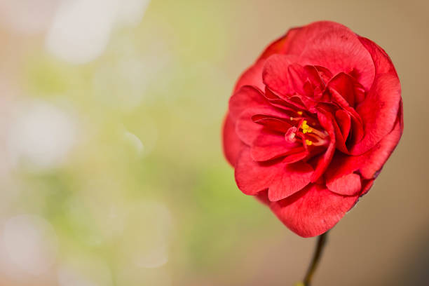 Red blooming Camellia (Theaceae) flower with a bokeh background