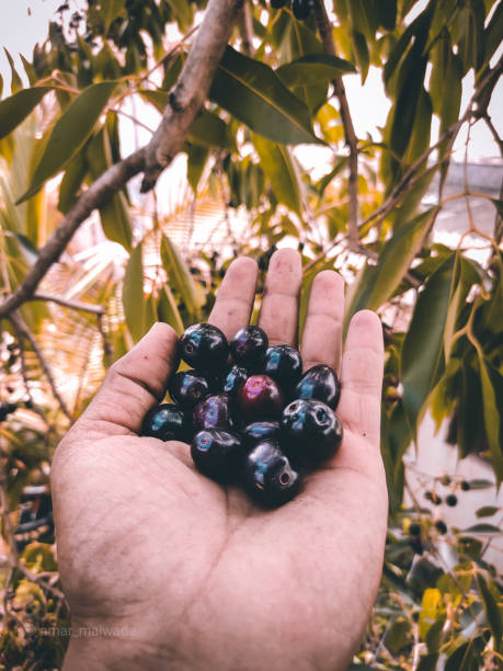 istock Blackberry Fruit - Jambhul 1252674758