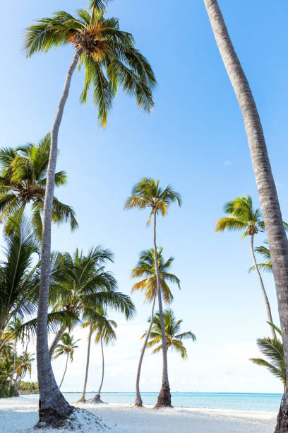 istock Coconut palm trees an pristine bounty beach 1252674977