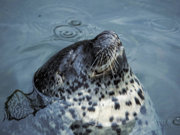 istock a sleeping harbor seal that faces out from the sea 1252674982
