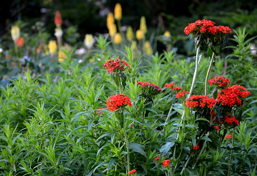 Planta Perenne Lychnis Chalcedonica Es Una Planta Perenne Alta Erguida