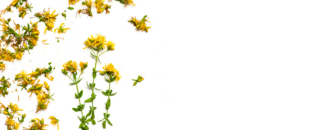 St. John's wort flowers flat lay on white background tabletop view