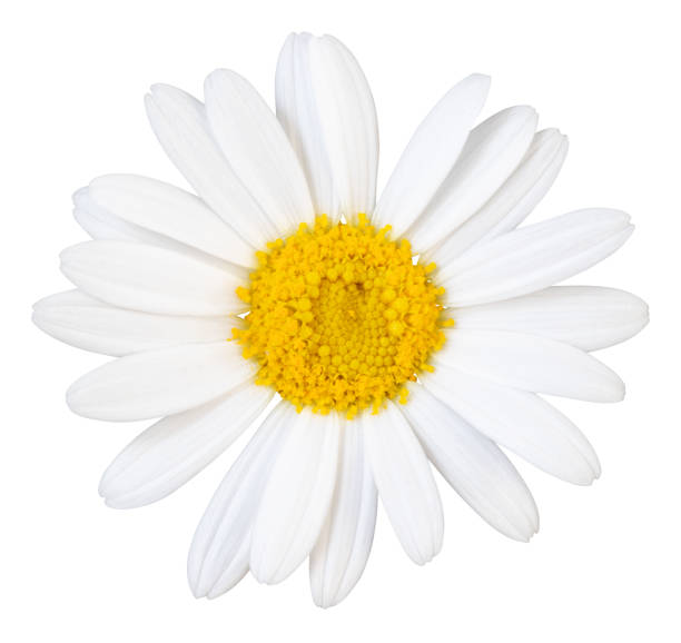 istock Beautiful white Daisy (Marguerite) isolated on white background, including clipping path. 1252675150