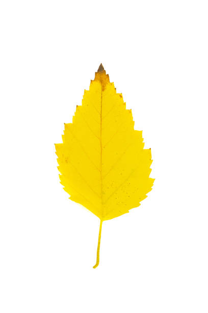 Isolated plants series