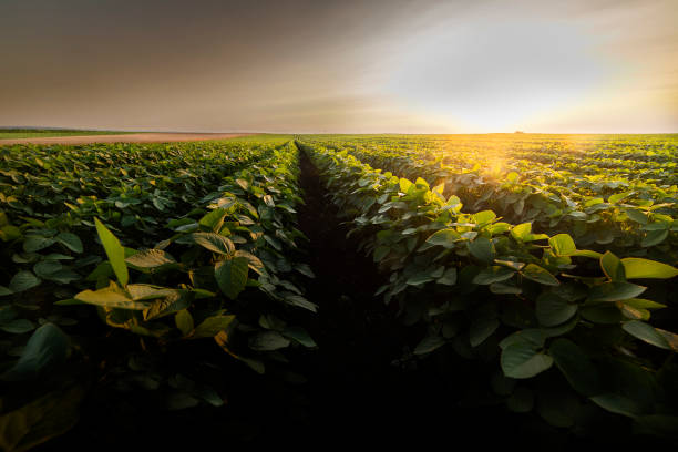 Open soybean field at sunset.Soybean field .