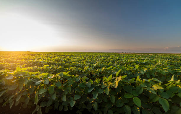 istock Open soybean field at sunset.Soybean field . 1252677304