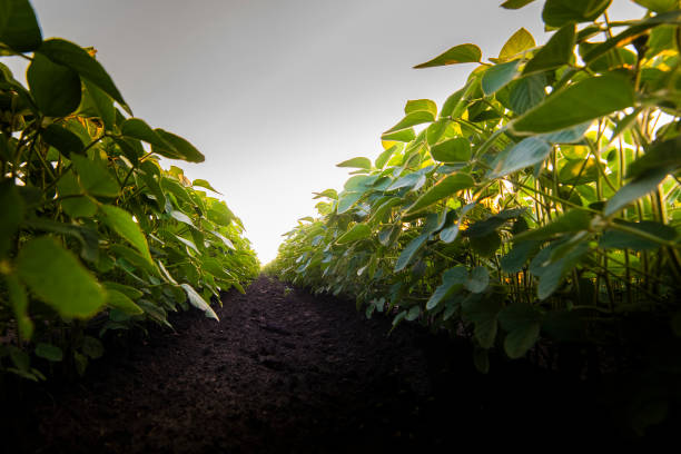 istock Open soybean field at sunset.Soybean field . 1252677322