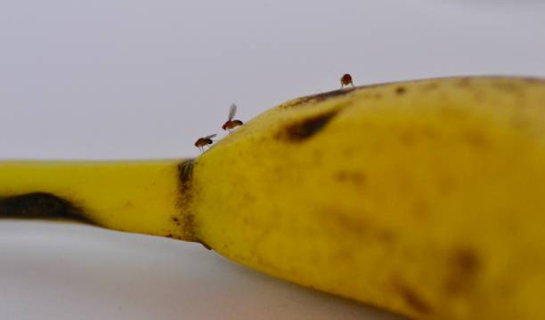 fruit flies on a banana - mosca imagens e fotografias de stock