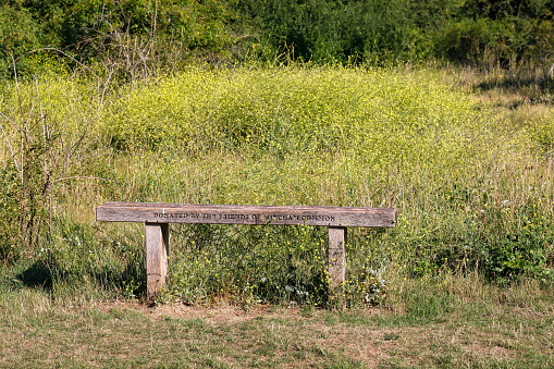 25th June 2020. Friends of Mitcham Common donated this wooden bench to weary walkers on this conservation area acid grassland in Merton, Surrey, England. The yellow flower is hedge mustard (Sisymbrium officinale), also known as wireweed.