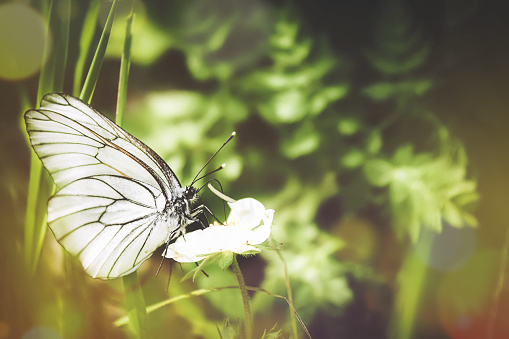Beautiful shot of a black-veined white butterfly on the green plant in the forest. Summer natural landscape. Soft focus