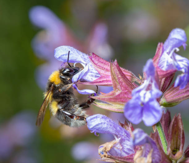 violet Salvia coccinea flower and honey bee, purple flowers of sage and a bee, scarlet sage, close-up Salvia coccinea, scarlet flower with pollen, lilac petals, bee in flight