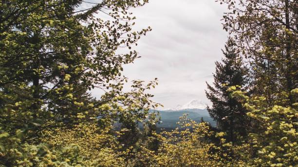istock Peak of Mt Rainier 1252680809