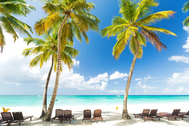 istock Beach scene with sunbeds under coconut palms 1252681251