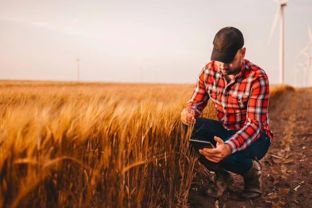istock A farmer using a digital tablet in the field stock photo 1252681272