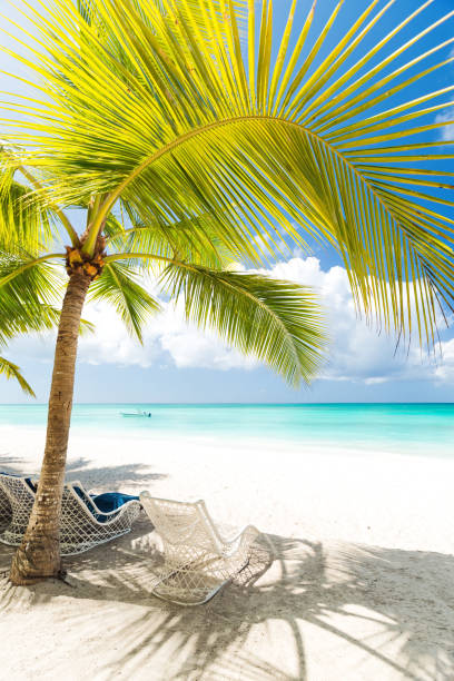istock Beach scene with sunbeds under coconut palms 1252681453