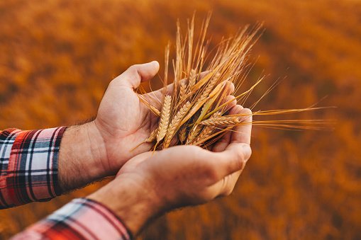 Close up of hands holding wheat growth stock photo