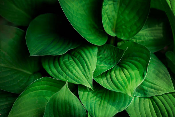 istock Fresh green leaves background. Nature concept. 1252682882
