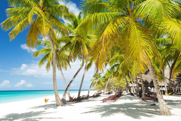 istock Beach scene with sunbeds under coconut palms 1252683047