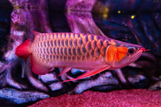 Malaysia Red Arowana Fish view in close up in an aquarium Malaysia Red Arowana Fish view in close up in an aquarium gold arowana stock pictures, royalty-free photos & images