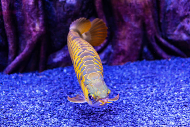 Golden Arowana Fish view in close up in an aquarium Golden Arowana Fish view in close up in an aquarium golden arowana fish stock pictures, royalty-free photos & images