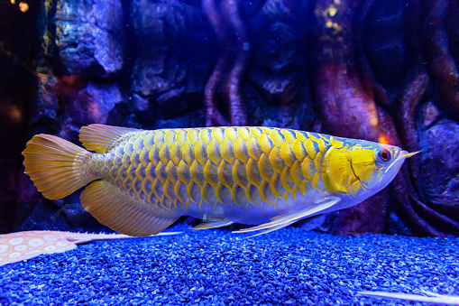 Golden Arowana Fish view in close up in an aquarium