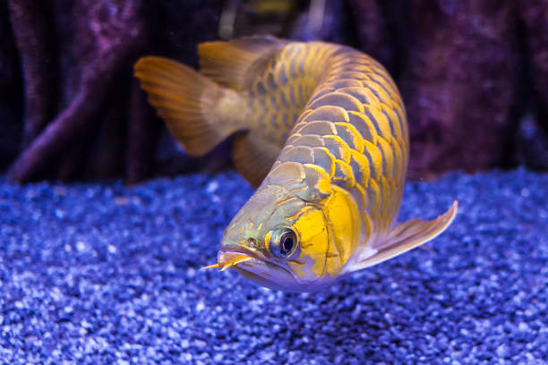 Golden Arowana Fish view in close up in an aquarium Golden Arowana Fish view in close up in an aquarium golden arowana fish stock pictures, royalty-free photos & images