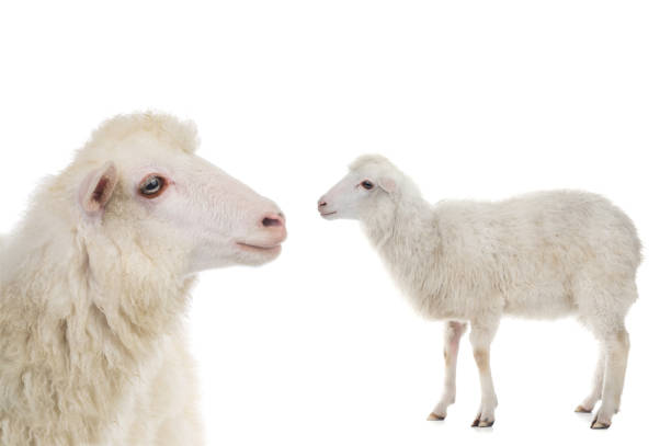 istock portrait sheep  isolated on white 1252685069