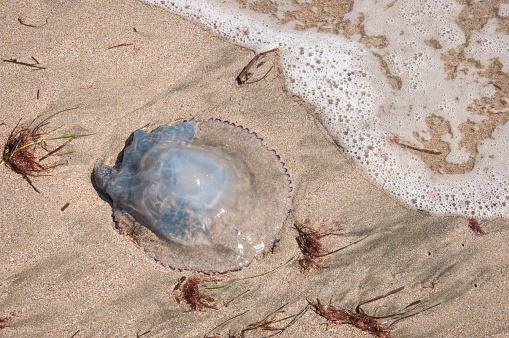 Jellyfish on the sand near the sea line