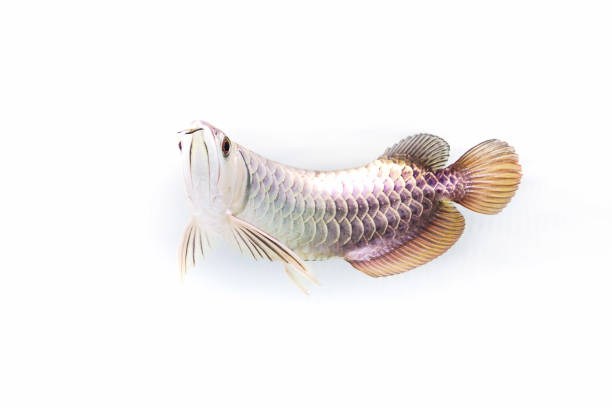 Arowana fish view in close up isolated background Arowana fish view in close up isolated background golden arowana fish stock pictures, royalty-free photos & images