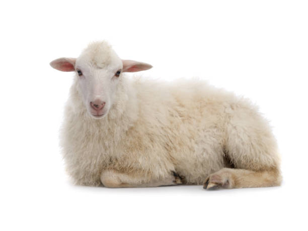 moutons couchés isolés sur un blanc - mouton photos et images de collection