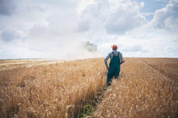 istock Successful Senior Farmer Controlling Wheat Harvesting On Agriculture Field. 1252686961