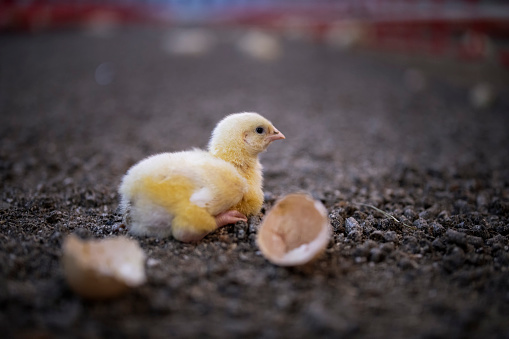 Newborn baby chicken in professional industry chicken farm.