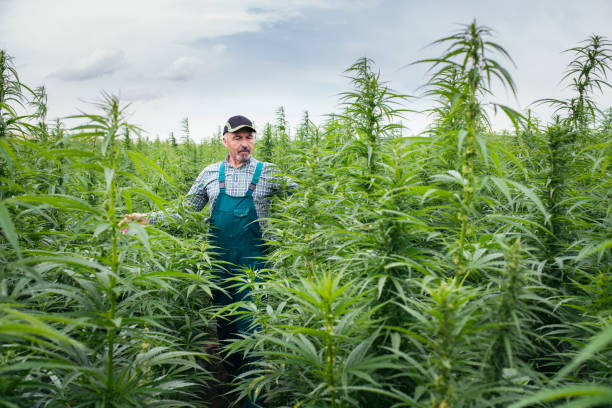 istock Senior Man Examining Hemp Field. 1252686976