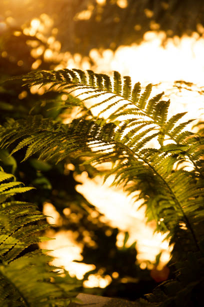 istock natural fern pattern. Tropical Leaves Background at sunset. 1252687020