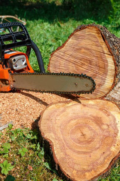 istock Fresh cut logs and chainsaw tire. 1252687566
