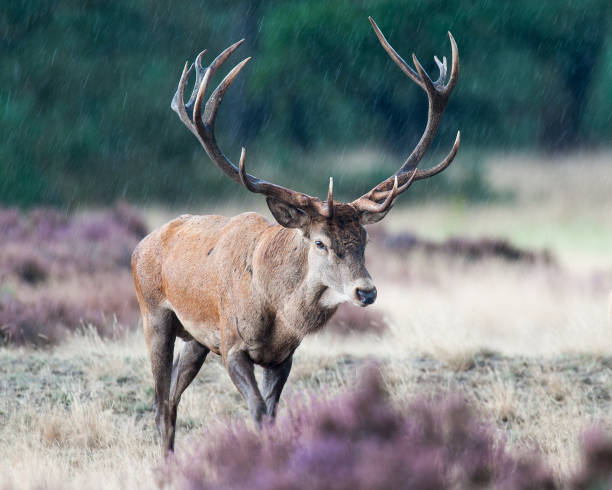 istock Male red deer walking in the rain 1252688239